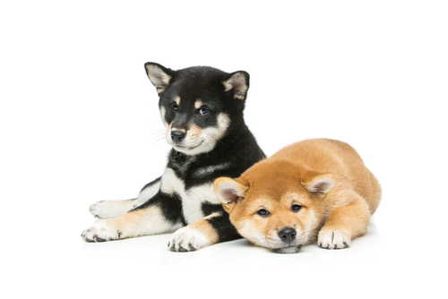 飼い主に忠実でとってもパワフルな柴犬!獣医師から見た柴犬の魅力