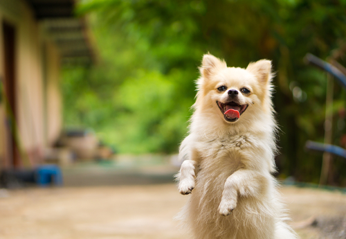 愛犬の「大好き!」サインに気づいていますか?犬が愛情表現をしているときのしぐさや行動