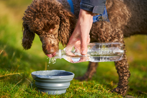 うちの子、水飲みすぎ?犬猫が1日に必要な飲水量と脱水症について