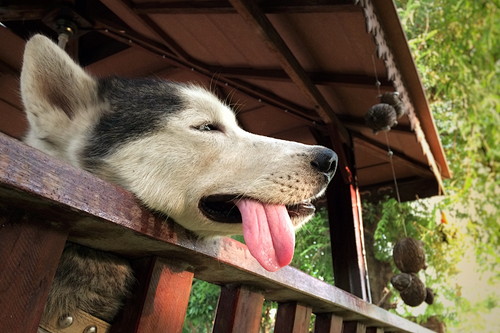犬が苦手な「気温&湿度」ってどれくらい?エアコンを活用法も解説