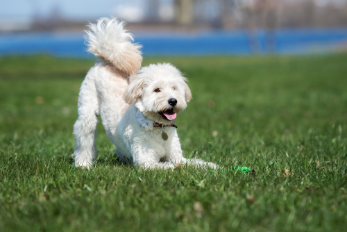 犬同士でどんな会話をしているの?他の犬に会ったときのボディランゲージを行動学的に解説!