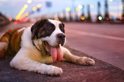 犬が苦手な「気温&湿度」ってどれくらい?エアコンを活用法も解説