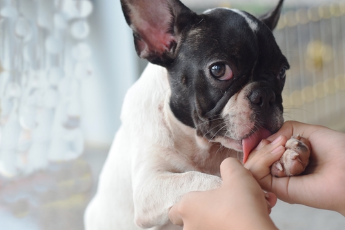 犬が舐めるのは愛情表現？犬が人を舐める行動から読み取る本当の気持ち   