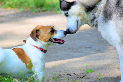大型犬と小型犬、同時に飼っても大丈夫?大きさの違う犬の多頭飼いをするときに注意したいこと5つ