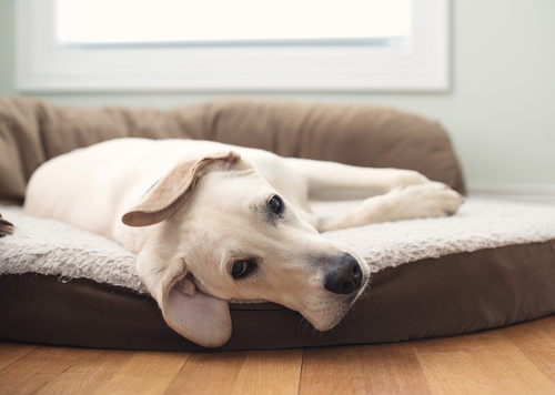 「疲れたワン…」気付いてあげたい!犬が疲れたときに見せるサイン5つと対処法