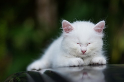かわいいけどこんな時は危険!? 猫が「寝言」を言う理由と注意すべきこと