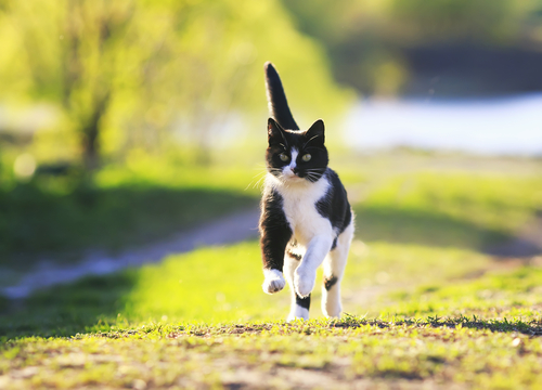 【世界猫デー】肉球は人を元気にする力があった!?獣医師から見た「猫の魅力」