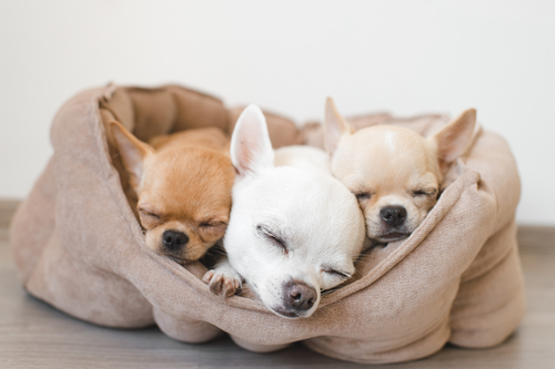犬の睡眠時間は◯◯時間!犬の睡眠メカニズムと寝ているときの注意点