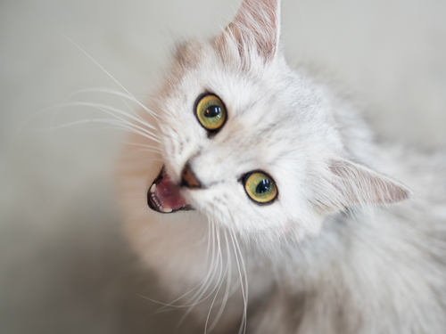 猫はとってもおしゃべり♪ 「鳴き方」から猫の気持ちを知ってもっと仲良くなろう!