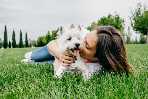 最初が肝心!愛犬のお散歩デビューを成功に導く方法
