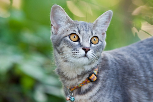 季節の変わり目は特に注意!猫の「風邪予防」実践したい習慣5つ