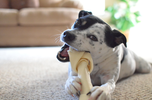 犬の「甘噛み」叱った方がいいの?「本気噛み」との違いと正しいしつけ方
