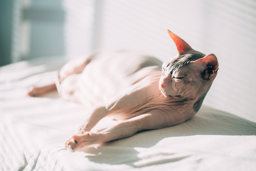 猫って暑くないの?暑さに対する「仕草」と対策を獣医師が解説!