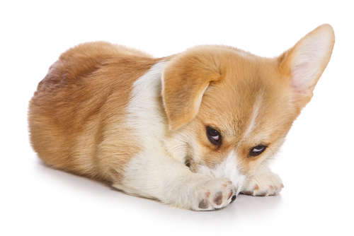 犬の目がくっついた…？目が開かなくなったときに考えられる原因5つ