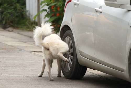 まさに犬が西向きゃ尾は東!? 犬がトイレをする方角は決まっているという研究結果に注目