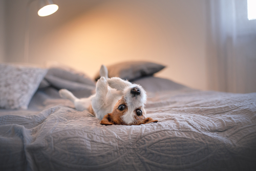 犬の睡眠時間は◯◯時間!犬の睡眠メカニズムと寝ているときの注意点
