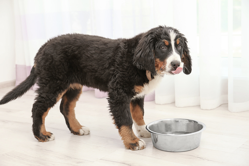 うちの子、水飲みすぎ?犬猫が1日に必要な飲水量と脱水症について
