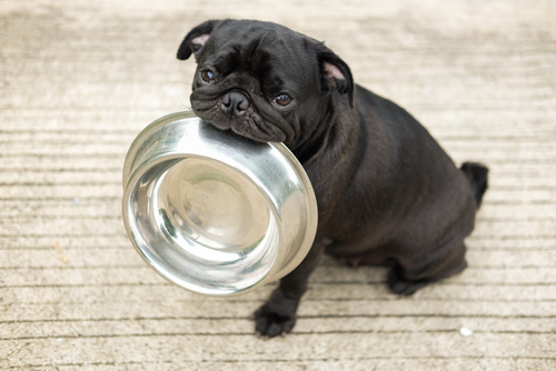 子犬の飼い主さん必読!行動学から見た犬の「離乳食」で大切なこと