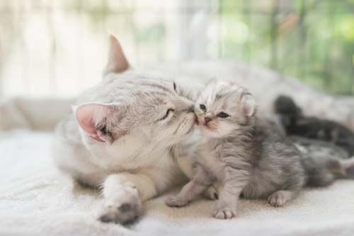 なぜ危険?猫にみかんを与えてはいけない理由と家庭で注意してあげたいこと