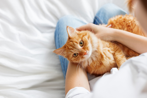 【世界猫デー】肉球は人を元気にする力があった!?獣医師から見た「猫の魅力」