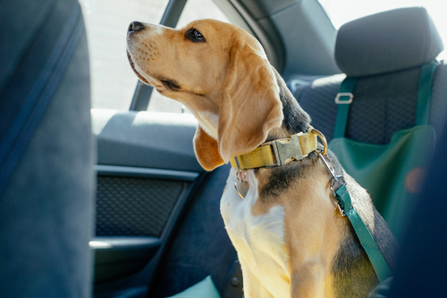 吐く、吠える、震える…犬の車嫌いは治る?犬が車を苦手な理由とその克服方法