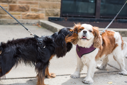 犬同士でどんな会話をしているの?他の犬に会ったときのボディランゲージを行動学的に解説!