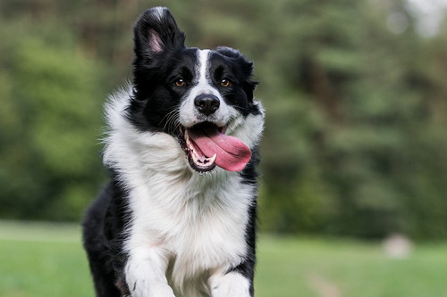 大型犬との暮らしも夢じゃない!? 迎える前に「生活上の注意点」を理解しよう