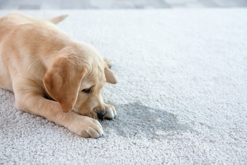 マズルを掴むのはNG!犬の正しい叱り方とやってはいけない叱り方
