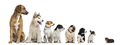 「MIX犬」は雑種と違うの?飼う前に知っておきたい「MIX犬」の特徴と気をつけるべき病気