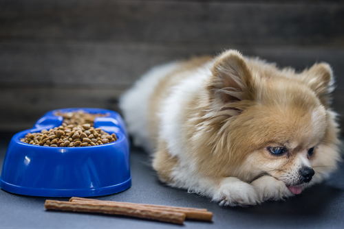 実は病気が隠れているかも？愛犬を病院へ連れて行く前のチェックポイント