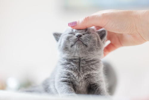 子猫の譲渡は生後◯ヶ月になってから!猫の子どもを引き渡しするときの注意点