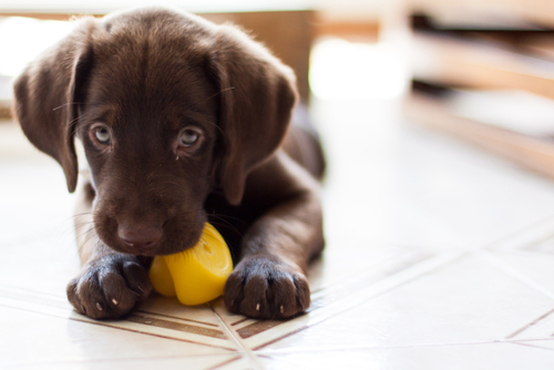 子犬の飼い主さん注目!体が未発達だからこそ特に気を付けてあげたい病気・ケガ