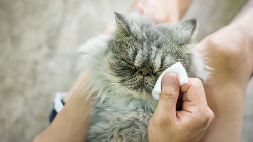 猫の視力って低下するの?目の特徴と、視力に影響を与える病気を解説