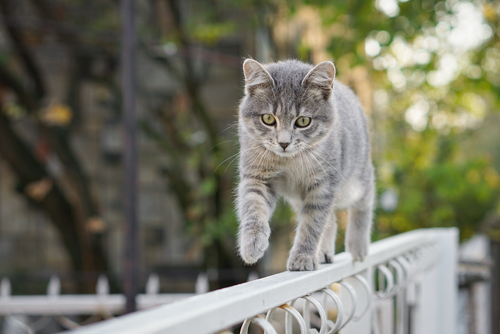 「降りられにゃい!」猫が高所から降りられなくなった場合の対処法と家庭での対策