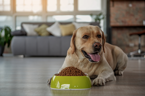 犬が吐いたけど大丈夫？すぐに受診したい緊急性のある症状と家庭でできる対処法