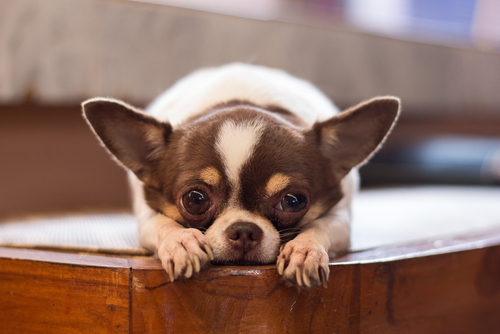 目が白くなるのは白内障だけじゃない…!犬の「角膜内皮ジストロフィー」とは?
