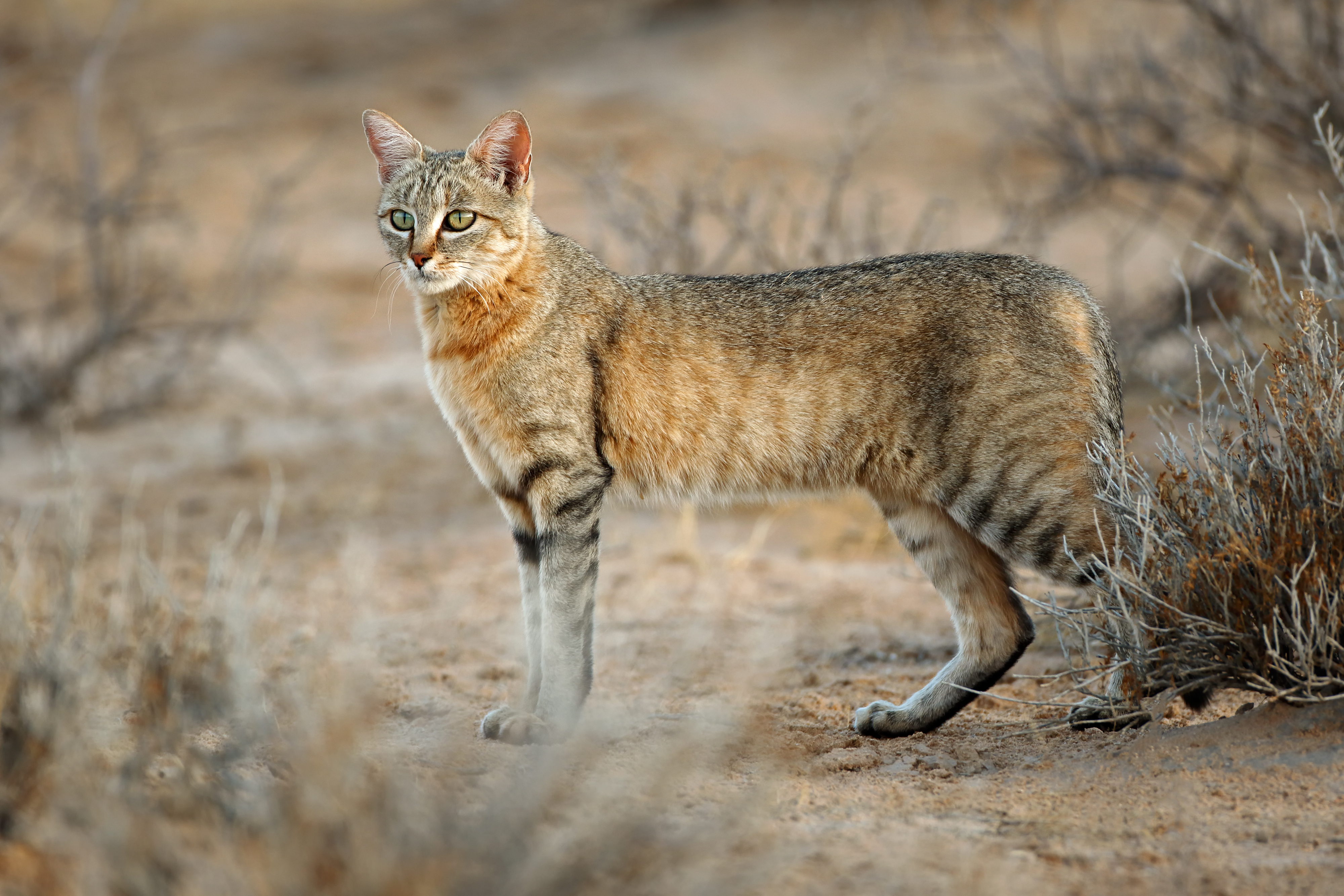 三毛猫は幸福をもたらすって本当?猫の柄はこうして決まる!遺伝子の仕組みを解説