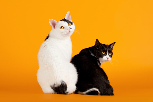 日本犬ってどんな犬?日本猫って1匹だけ?代表的な日本犬・日本猫種を行動傾向と共に紹介
