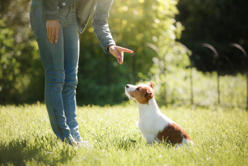大切な家族のスペシャリストになろう!愛犬家・愛猫家におすすめな動物関連の資格5選
