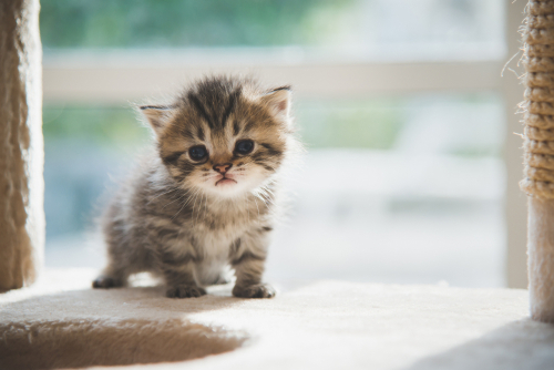 接種時期はどうしたら?猫のワクチンに関する正しい知識