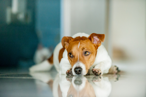 おもらしの原因はオスとメスで違う!犬の「尿もれ」の原因と家庭でできる対策