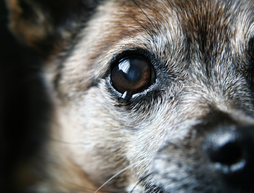 犬って泣くの？「涙」を流す理由と悲しんでいるときにする行動