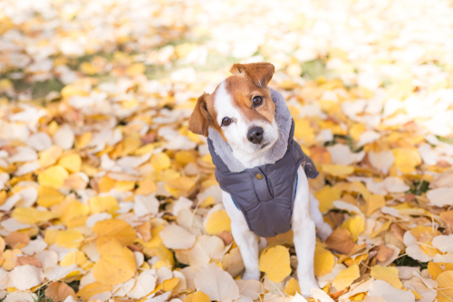 季節の変わり目の体調管理!犬猫が秋に気をつけたい室温管理と花粉症について