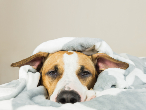 冬に見られる犬の「下痢」…寒いせいじゃなかった!考えられる原因と病院へ行くべき指標