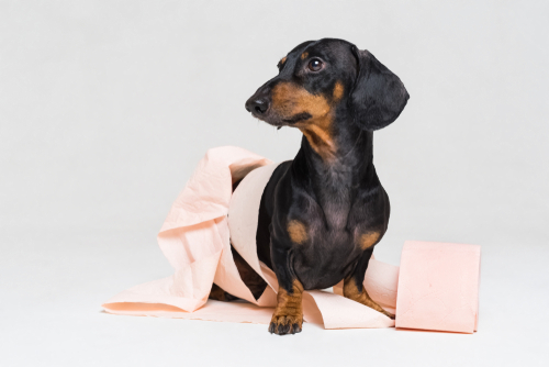 夜中のうんちはどうしたら？「犬のトイレ」片付けすべきタイミング
