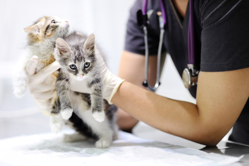 子猫の譲渡は生後◯ヶ月になってから!猫の子どもを引き渡しするときの注意点