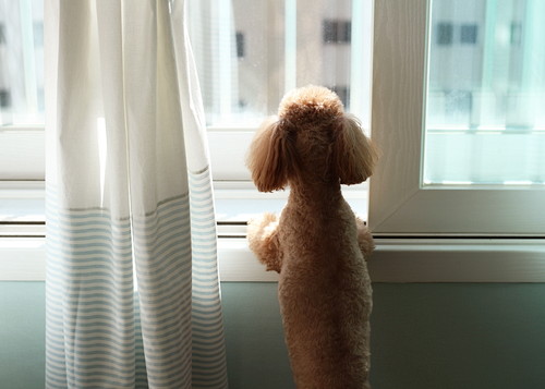 一人暮らしでも犬を飼える?抑えておきたいポイント&注意点