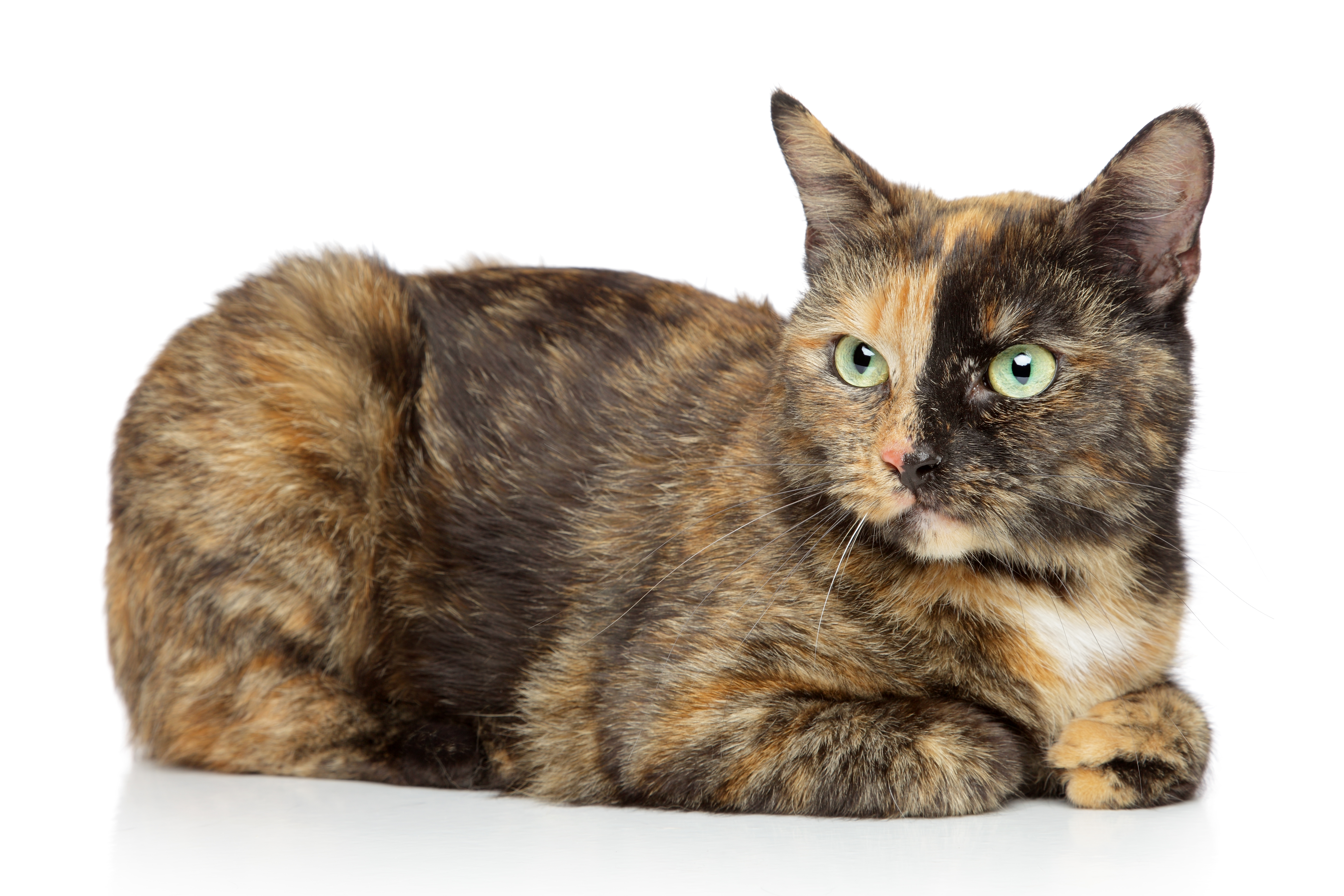 三毛猫は幸福をもたらすって本当?猫の柄はこうして決まる!遺伝子の仕組みを解説