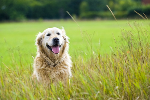精神的にも身体的にもメリットがある?犬とのふれあいによる「健康効果」とは