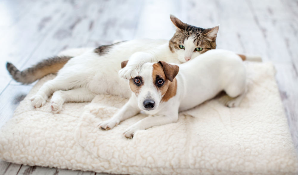 飼い主さん1,000人にアンケート!ペットと暮らすきっかけから情報収集の方法まで…「ペットと暮らす生活」の実態は?